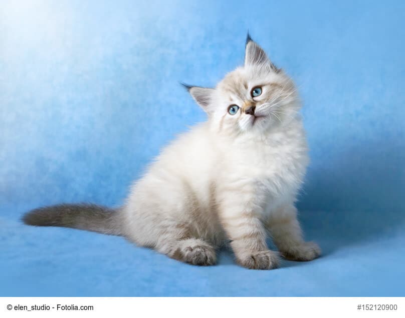 Kitte der Neva Masquarade vor blauem Hintergrund