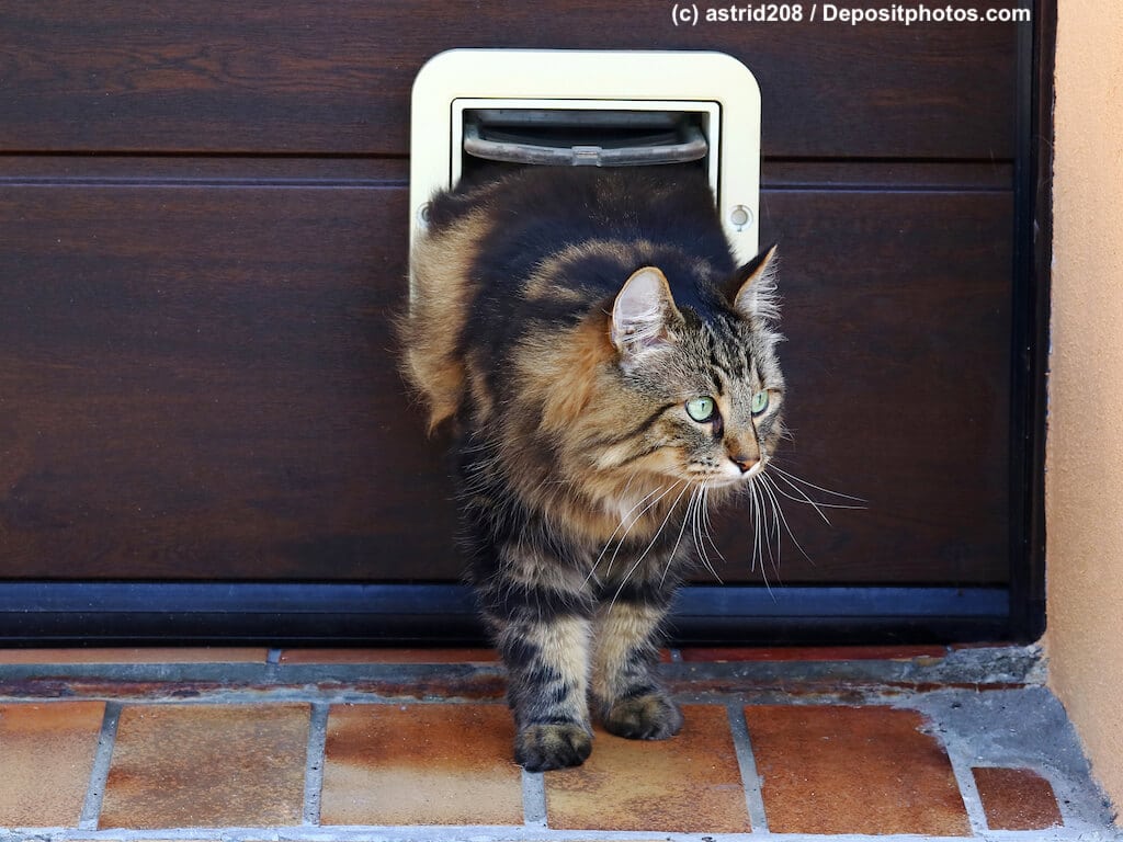 Norwegische Waldkatze auf halbem Weg nach draußen durch eine Katzenklappe in einer Holztür.