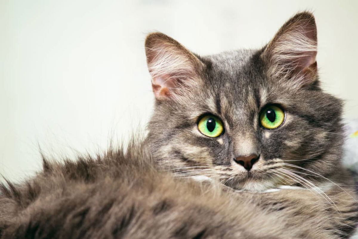 Norwegische Waldkatze (Norweger)