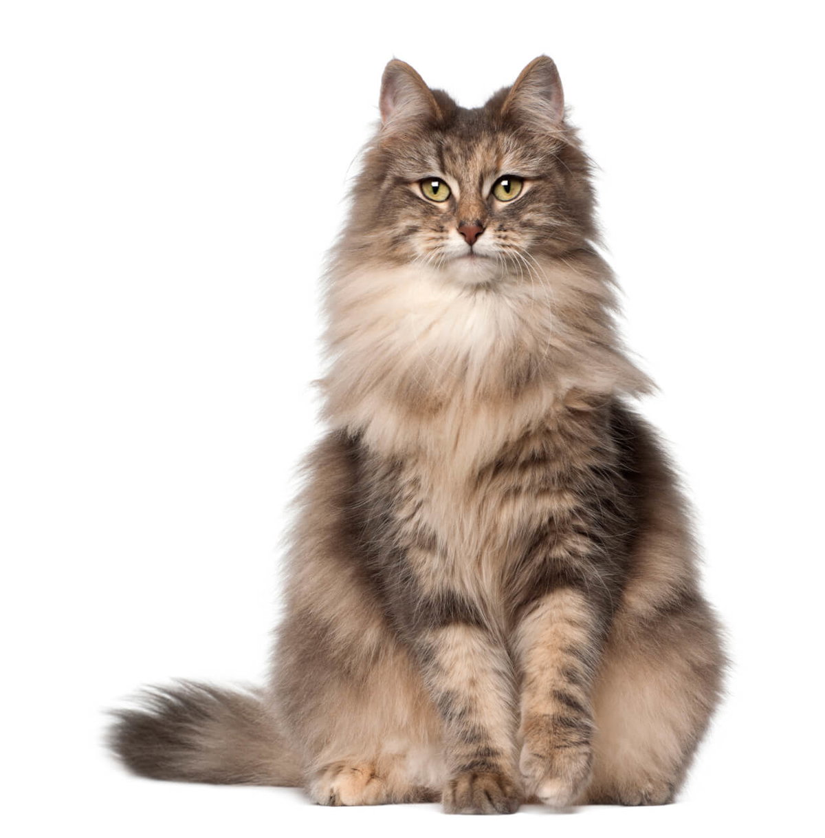 Norwegische Waldkatze vor weißem Hintergrund sitzend