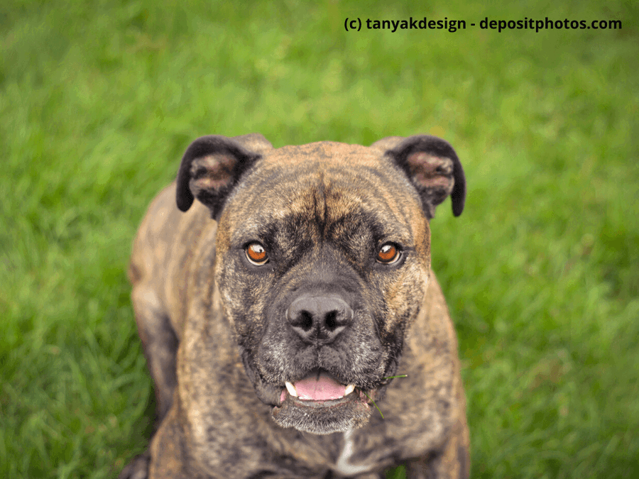 Englische Bulldoggen: Wie du als Hundehalter zur Gesundheit dieser faszinierenden Hunderasse beitragen kannst