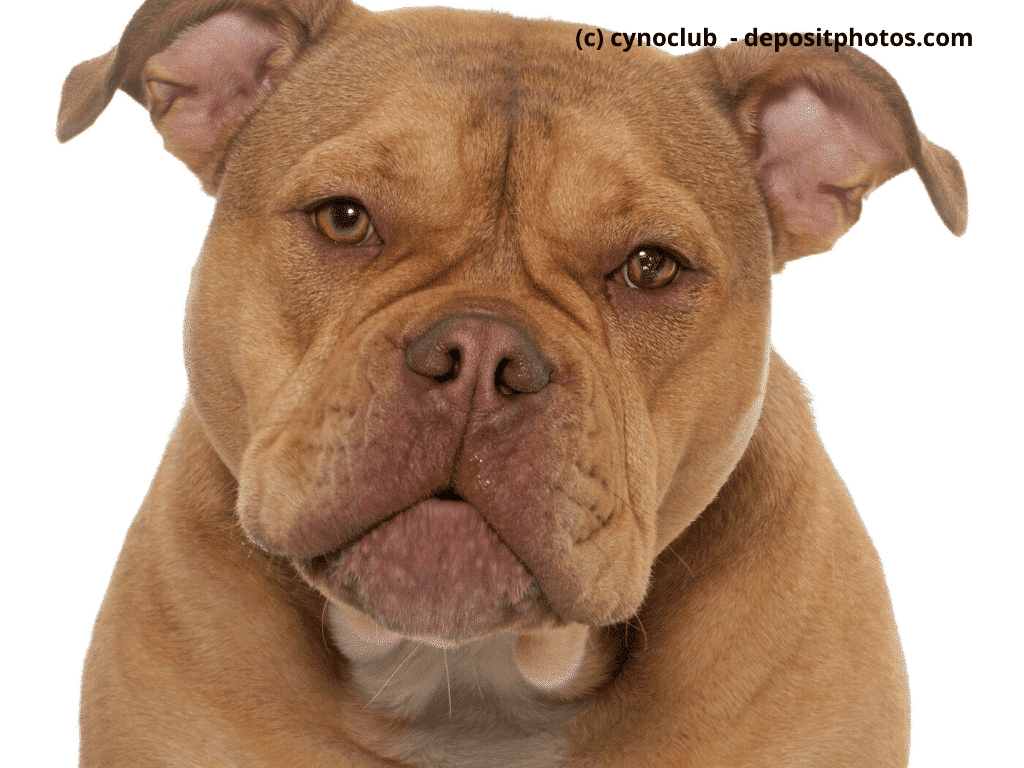 Old English Bulldog vor weißem Hintergrund
