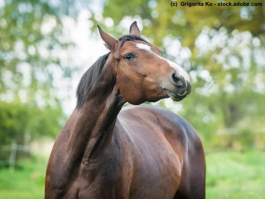 Oldenburger im Portrait
