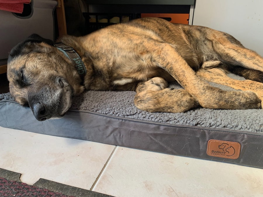 Hunde-gesund schlafen – die orthopädische Hundematratze von Bedsure im Test