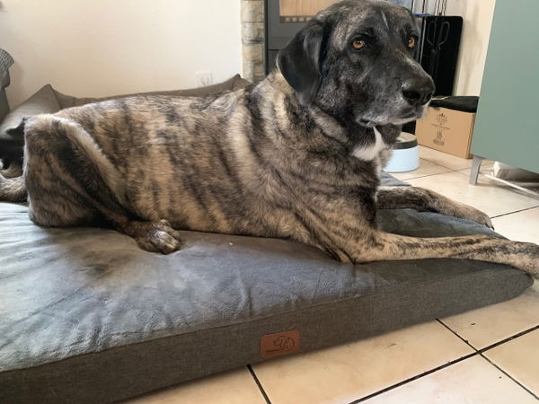 Das orthopädische Hundekissen mit Memoryschaum von BEDSURE im Test