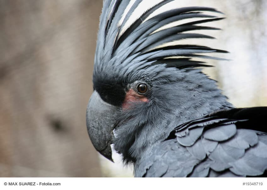 Tief schwarzer Vogel mit großem schwarzen Schnabel und schwarzer Gefiederhaube