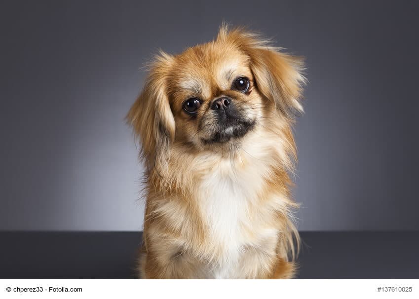 Pekinese