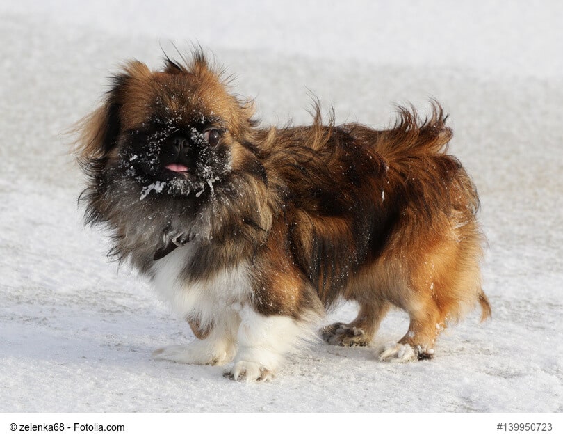 Pekingese, Pekinese oder Peking-Palasthund