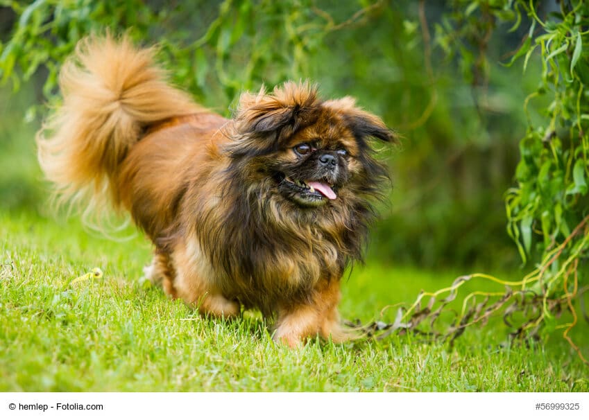 Pekingnese in Bewegung