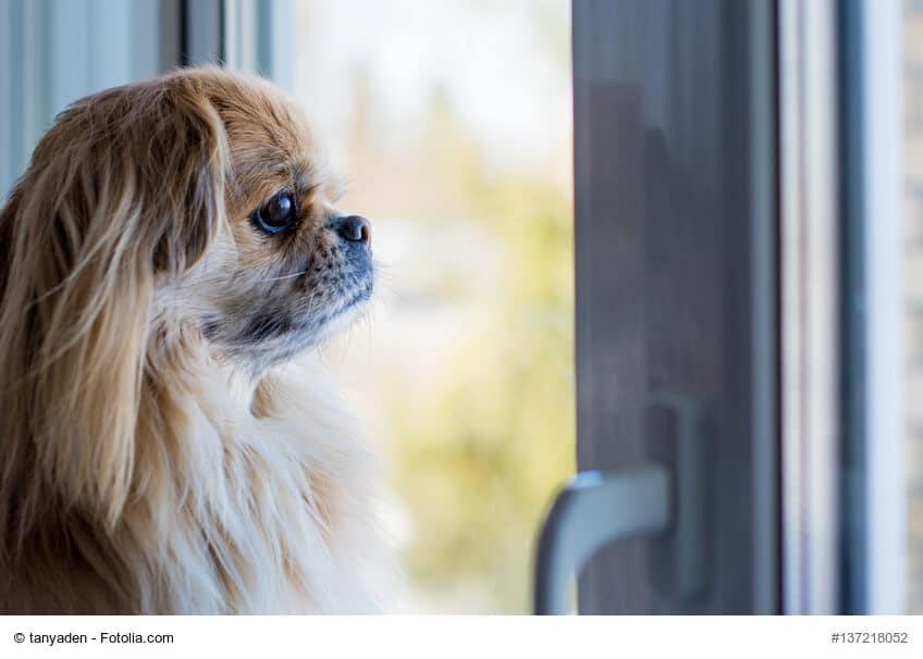 Aufmerksamer Pekinese