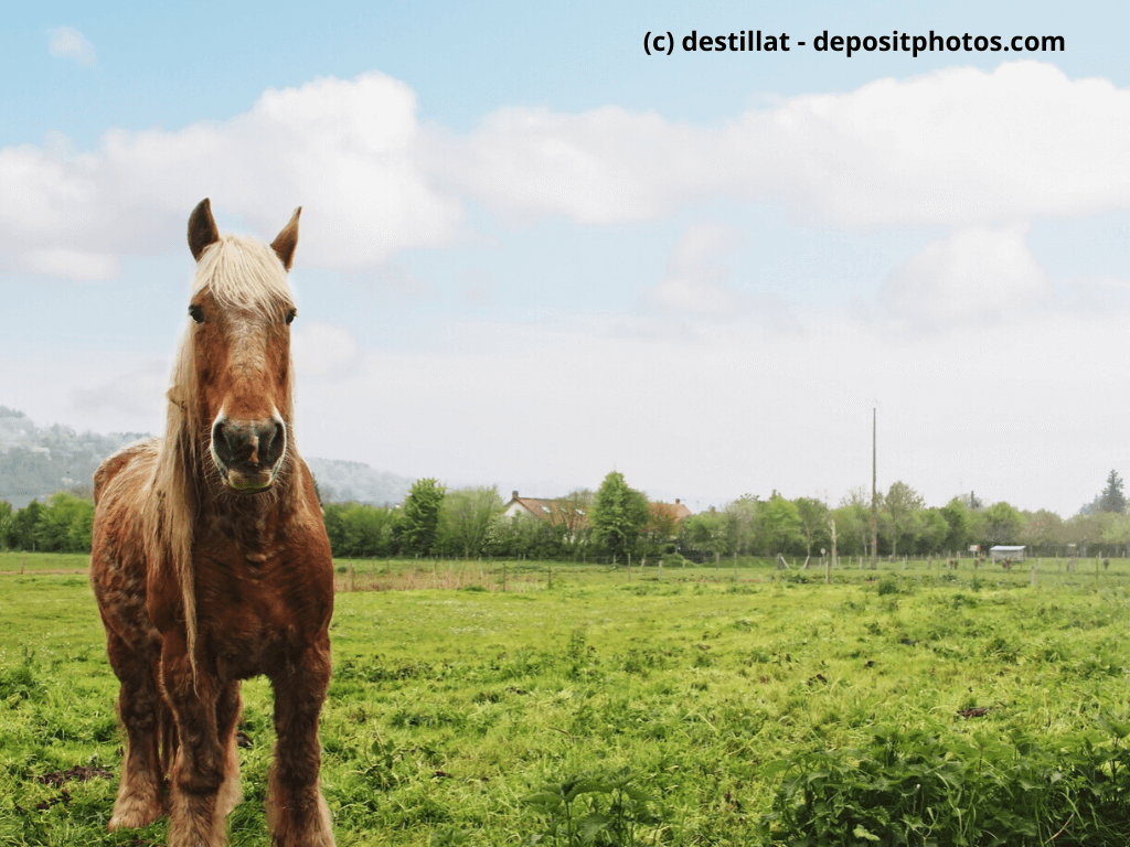 Percheron