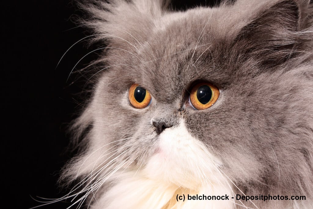 Grau Perserkatze mit eindrucksvollem Fell