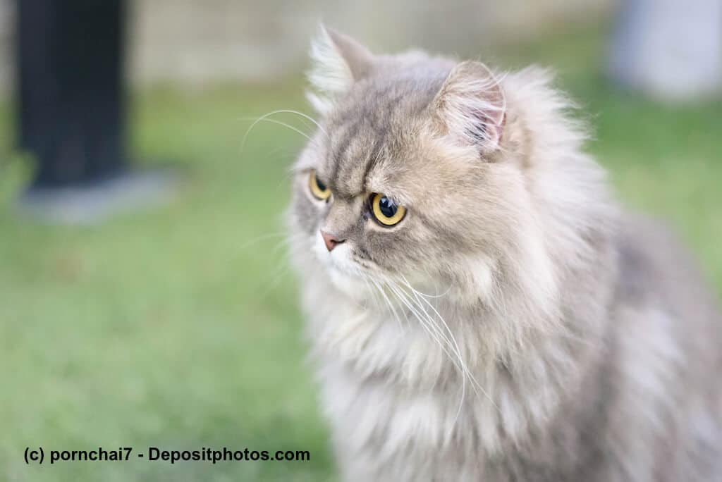 Aufmerksame graue Perserkatze