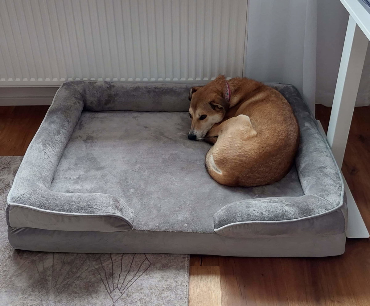 Bestes orthopdisches Hundebett 2026 - Test und Vergleich