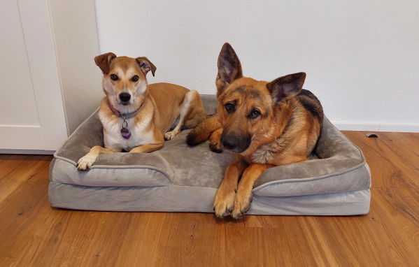 Das orthopädische Hundebett von Petstuff im Test