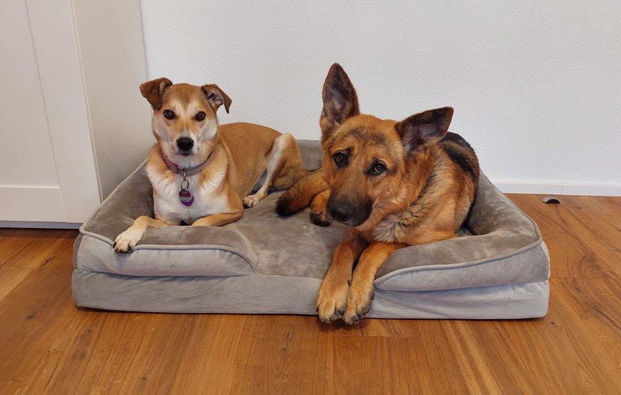 Das orthopädische Hundebett von Petstuff im Test