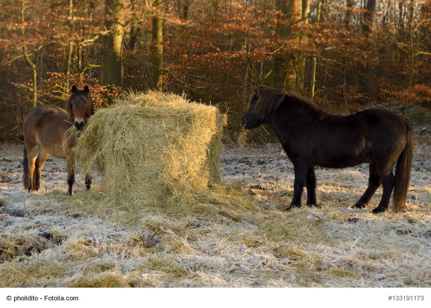 Heu, das Winterfutter für Pferde
