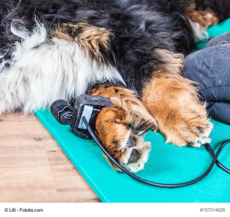 Liegender, entspannter Hund mit einem Lasergerät an den Pfoten