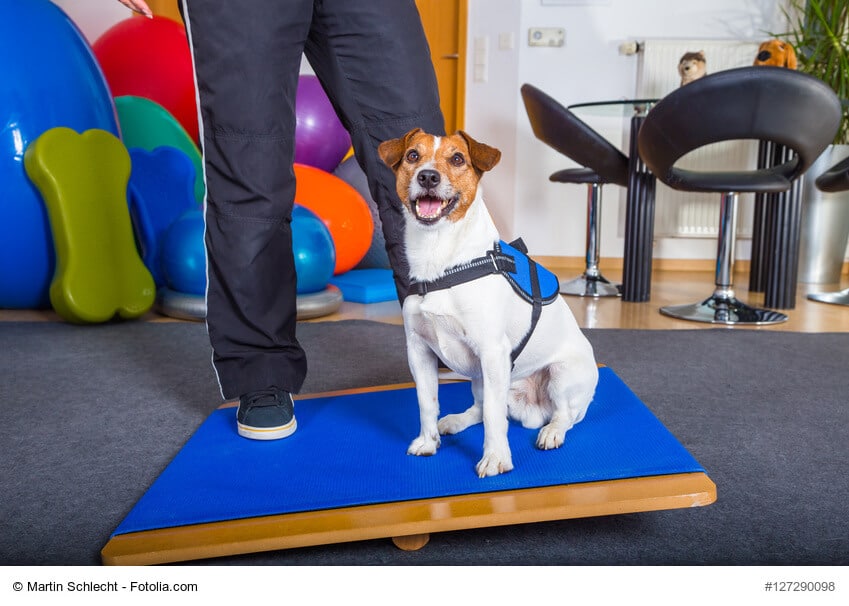 Kleiner Jack Russel sitzt auf einem blauen Wackelbrett