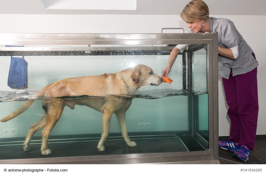 Hellbrauner Hund läuft auf einem Unterwasserlaufband