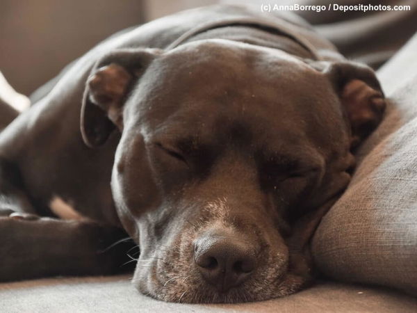 Entspannung pur: Wie Zylkene deinem Hund hilft, sich zu beruhigen