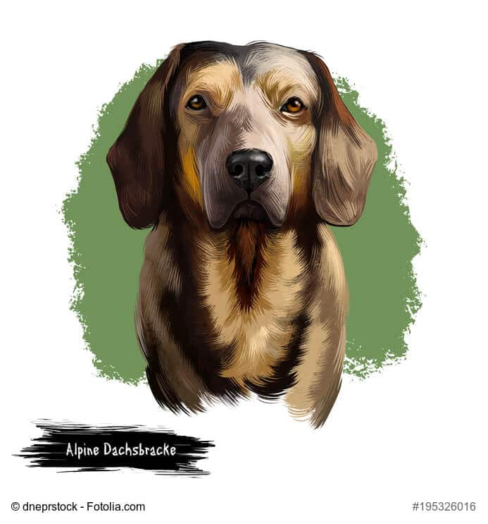 Alpenländische Dachsbracke gemaltes Portrait