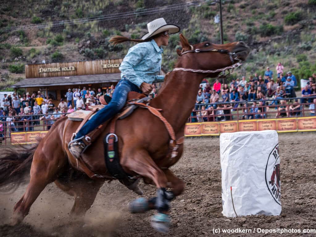 Rodeo Pferde Quarter Horse