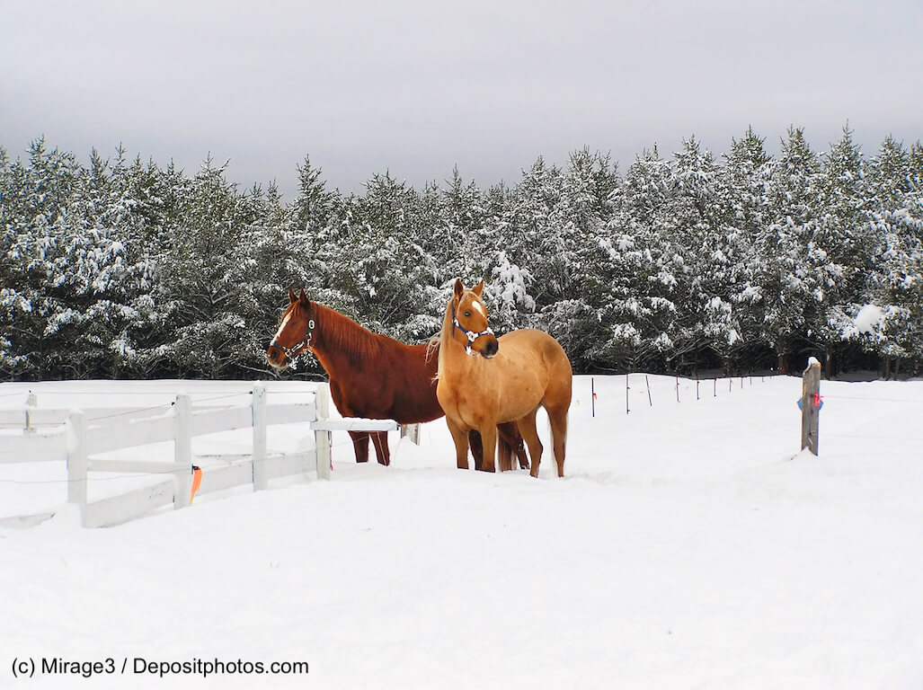Quarter Horse im Schnee