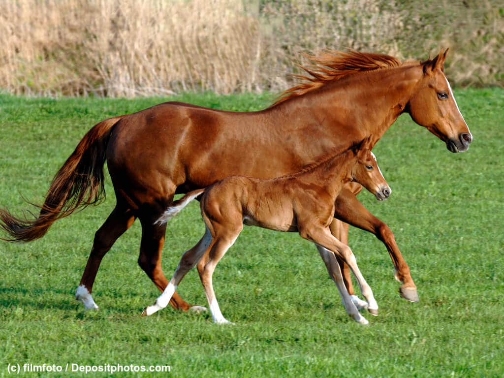 Quarter Horse Stute und Fohlen