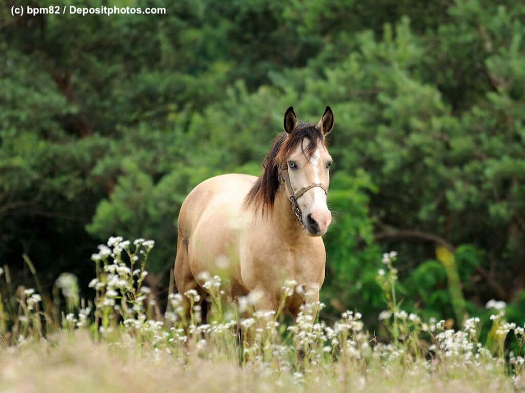 Helles, creme farbenes Quarter Horse