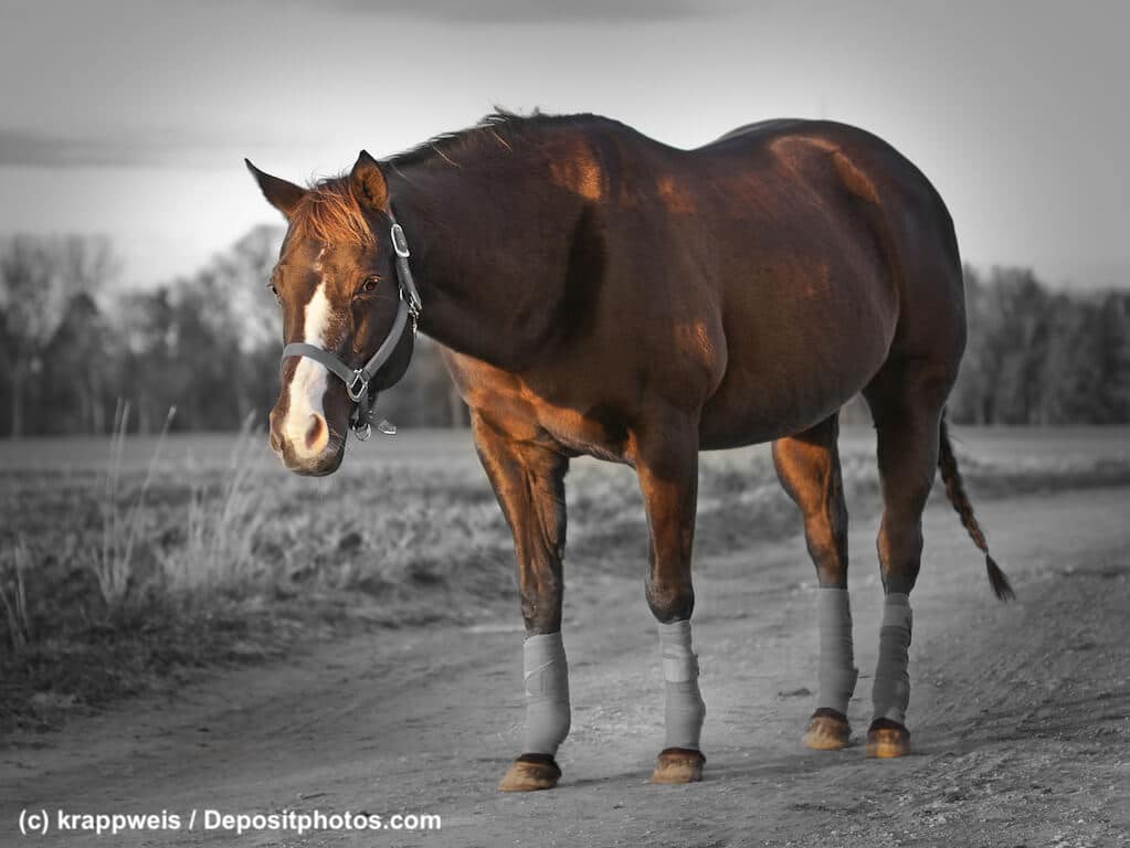 Fesselschutz bei Rodeo Quarter Horse Pferden