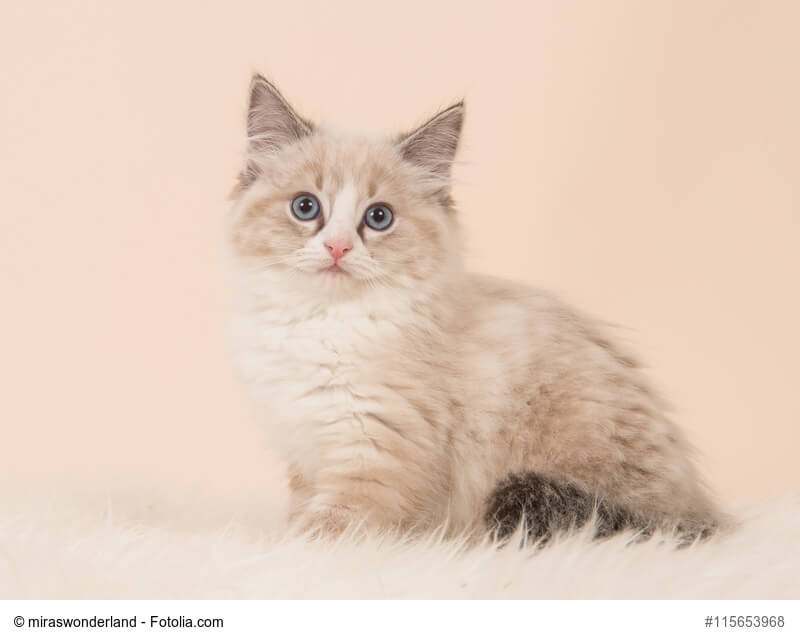 Flauschig süßes Ragdoll Katzenkind