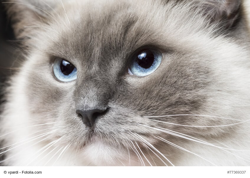 Ragdoll mit hellblauen Augen