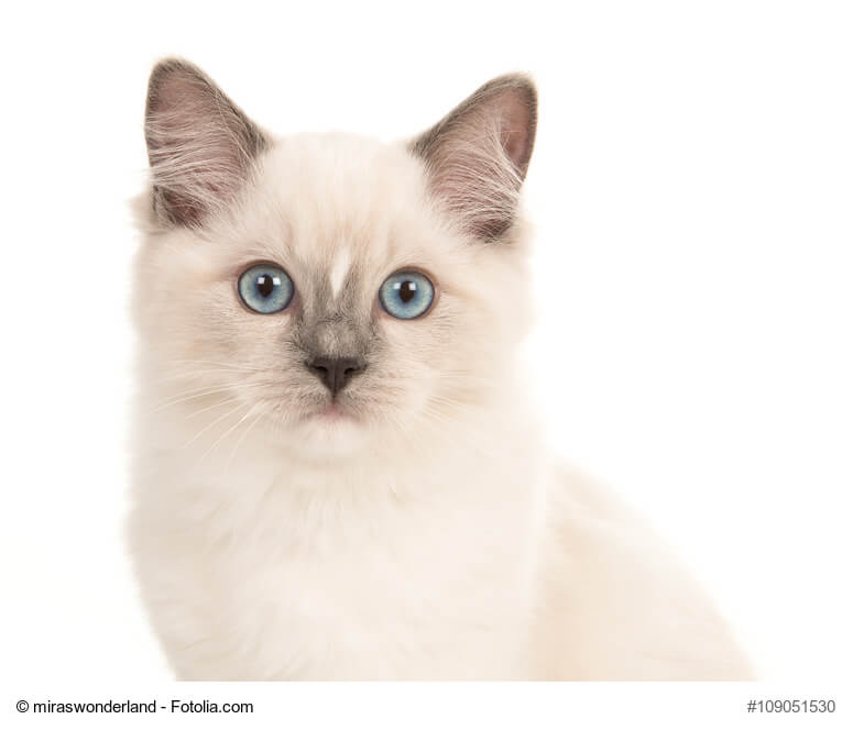 Ragdoll