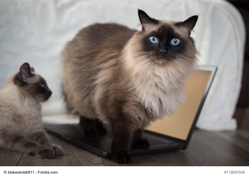 Ragdoll Kater und Laptop