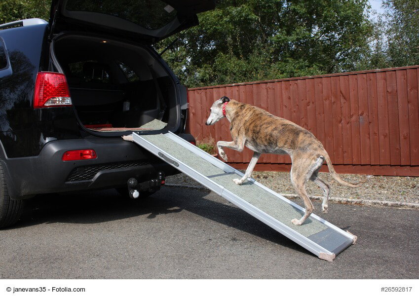 Treppenhilfen fr Hunde: gibt es mehr auer Rampen? | Haustiermagazin