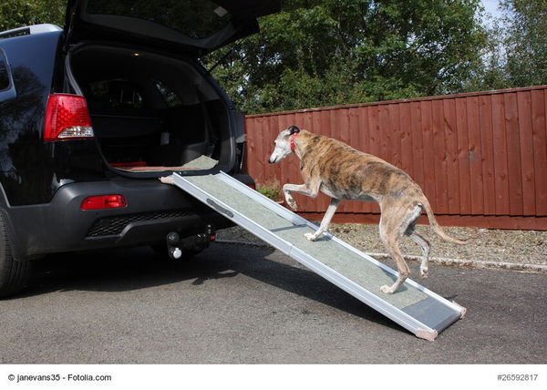 Treppenhilfe für Hunde: gibt es noch mehr außer Rampen?