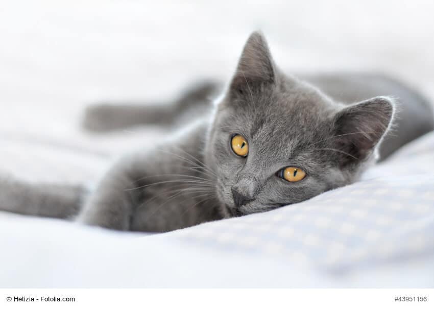 Chartreux