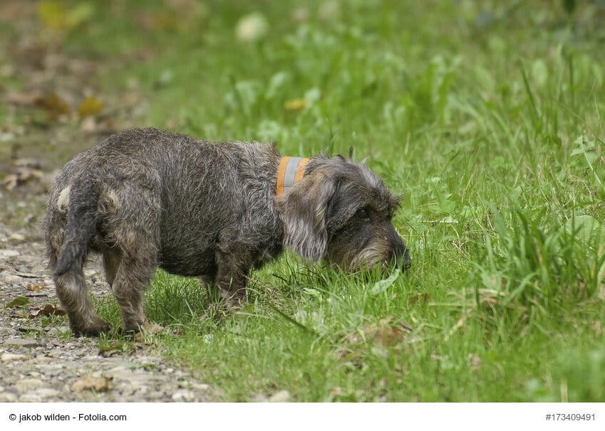 Würmer bei Hunden erkennen und behandeln