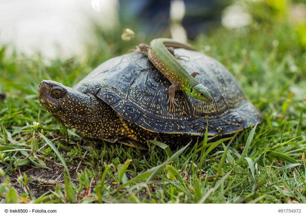 Reptilien als Haustier – kleiner Ratgeber