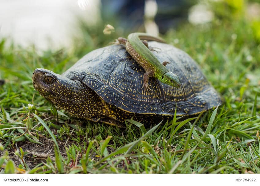 Reptilien als Haustier – kleiner Ratgeber