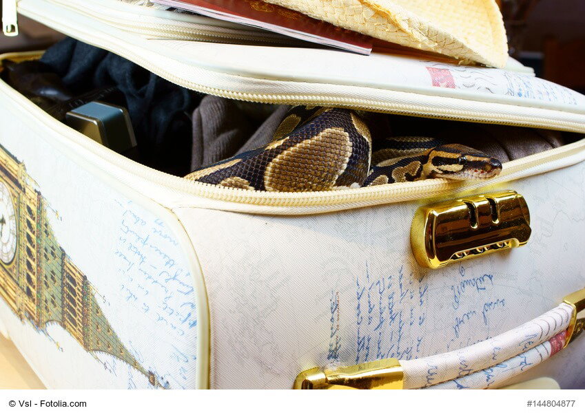 Weißer gepackter und geöffneter Koffer aus dem eine Schlange hervorschaut