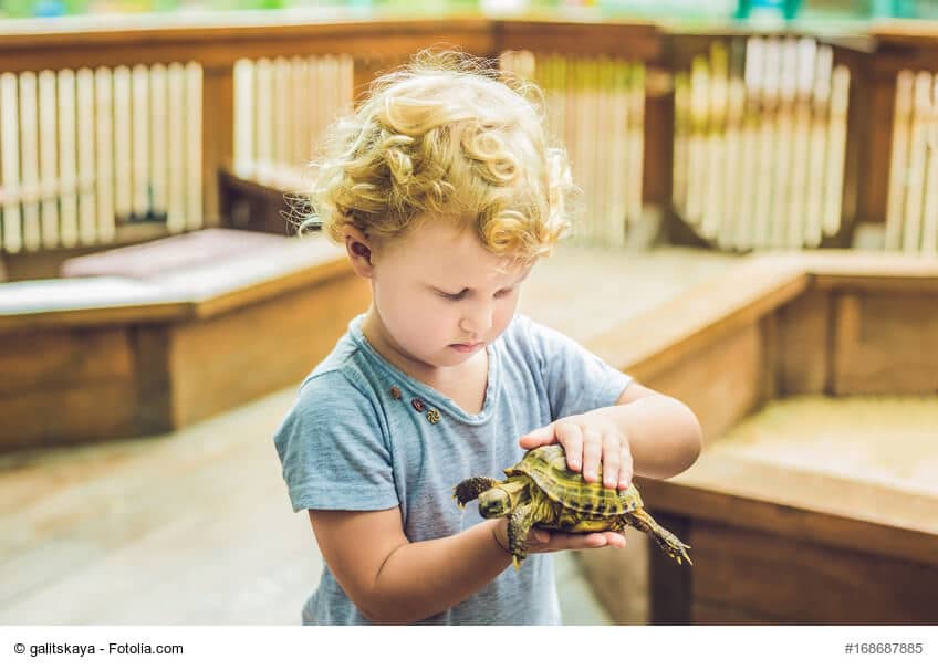 Kleinkind im blauen Shirt und Locken hält eine Schildkröte in seinen Kinderhänden