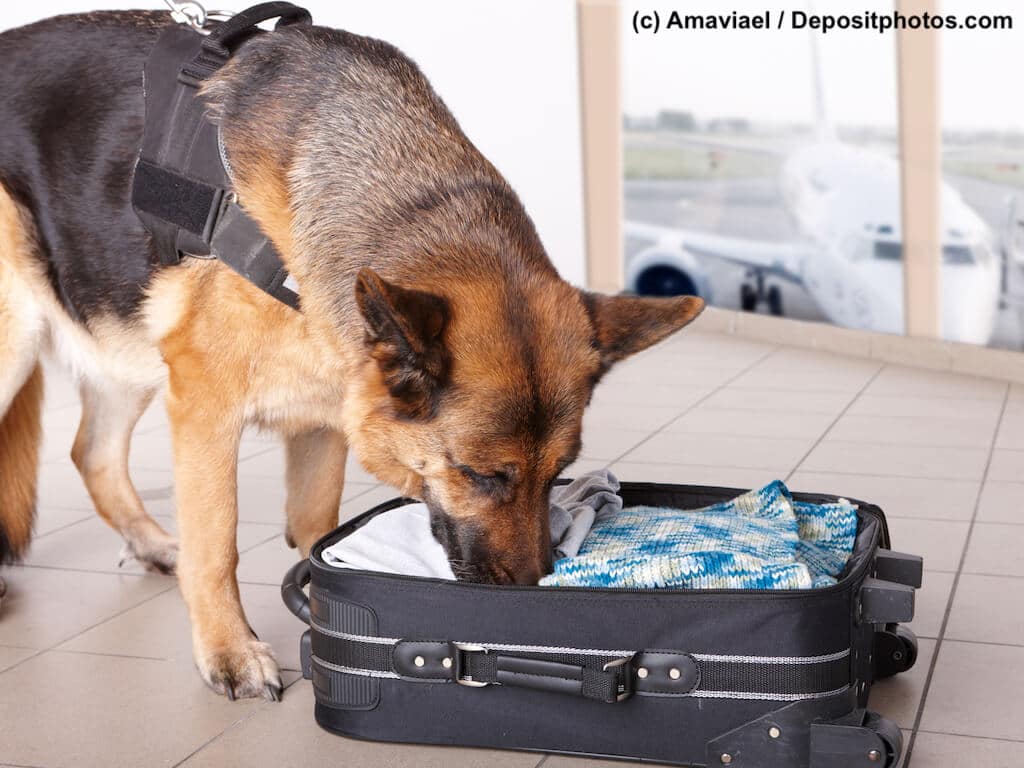 Deutscher Schäferhund mit Geschirr schnüffelt in Flughafen an offenem Koffer.