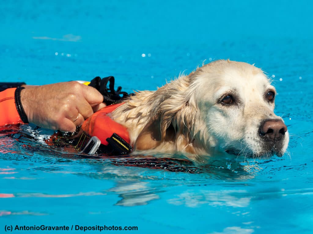 Labrador schwimmt mit Schwimmweste und zieht Person.