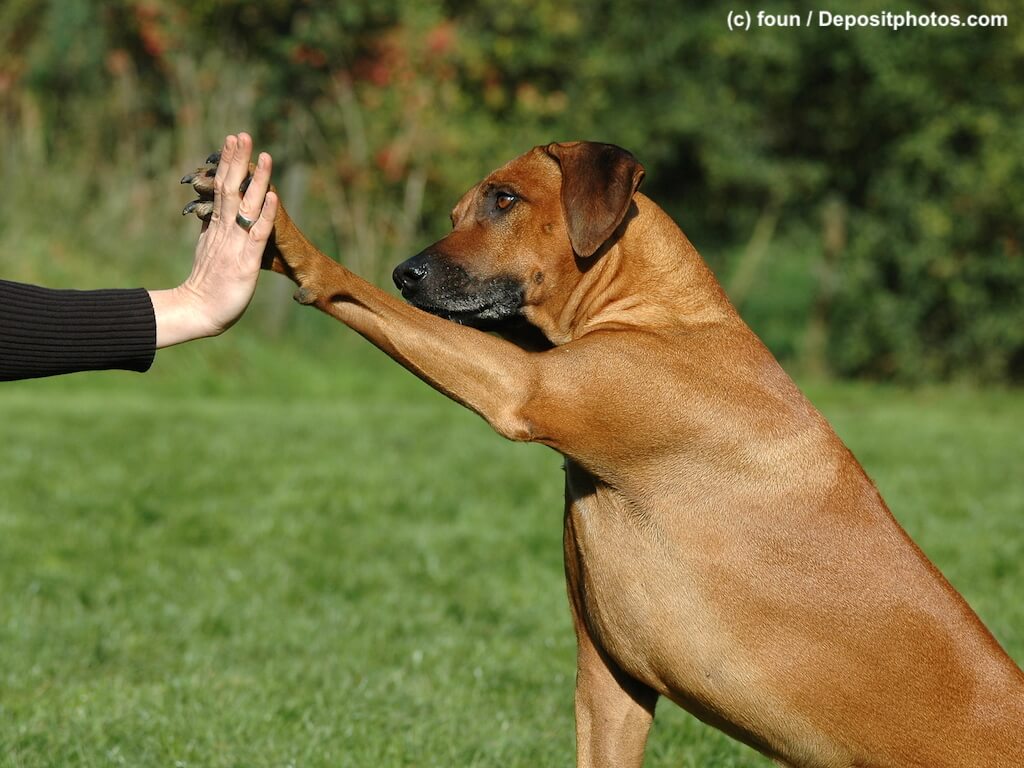 Rhodesian Ridgeback sitzt auf einer Wiese und macht High Five gegen die Hand seines Frauchens