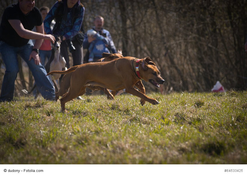 Rhodesian Ridgeback eignen sich hervorragend für Agility.
