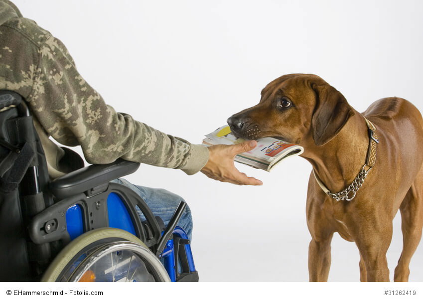 Durch ihre Intelligenz und das zuverlässige Wesen sind Rhodesian Ridgeback als Begleithunde geeignet.