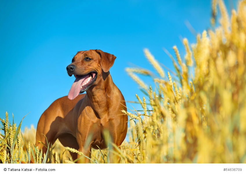 Die Instinkte des Jagdhundes sind in einem Rhodesian Ridgeback fest verankert.