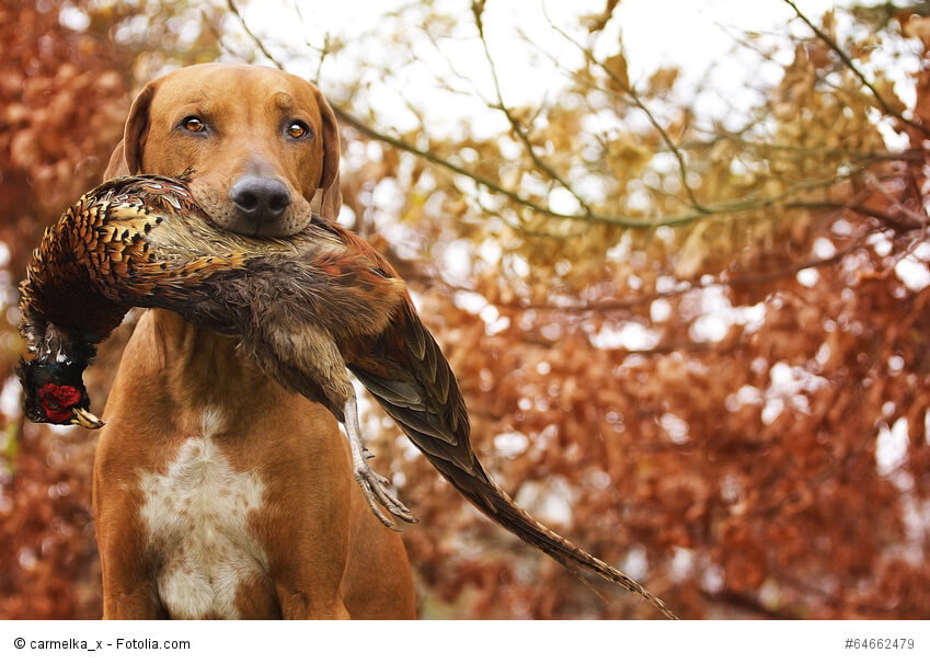 Rhodesian Ridgeback sind Jagdhunde und haben diese Instinkte tief in sich verwurzelt.